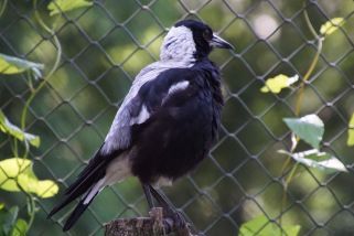 Gymnorhina tibicen - Flötenvogel